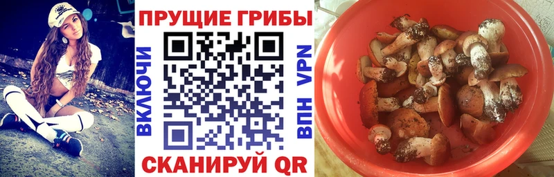 Псилоцибиновые грибы Cubensis  где купить наркотик  Грозный 
